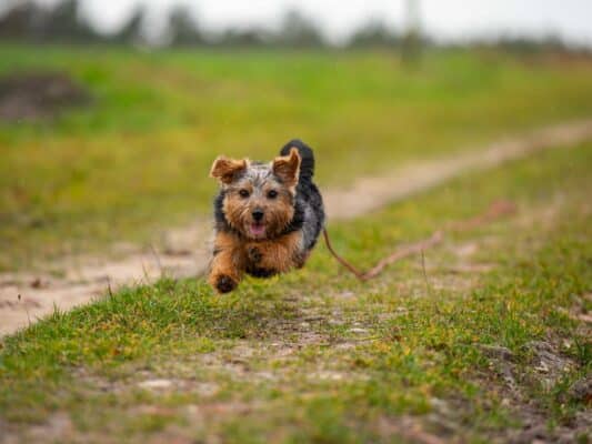 Tiere 0206016